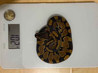 animal image