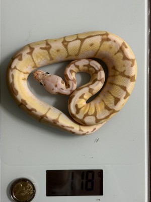 animal image