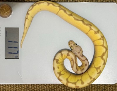 animal image