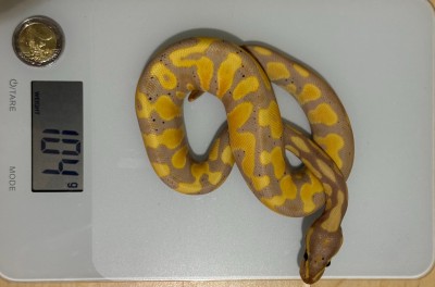 animal image