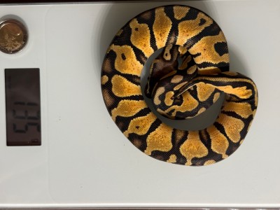 animal image