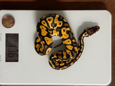 animal image