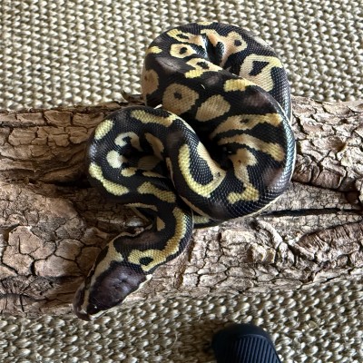 animal image