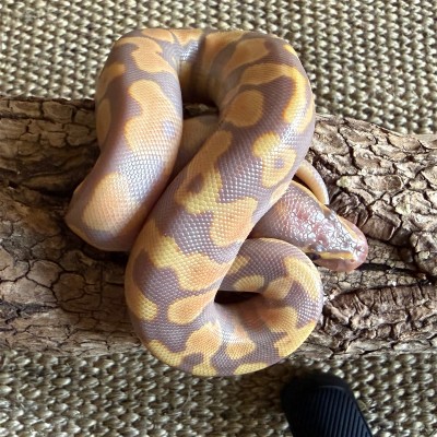animal image