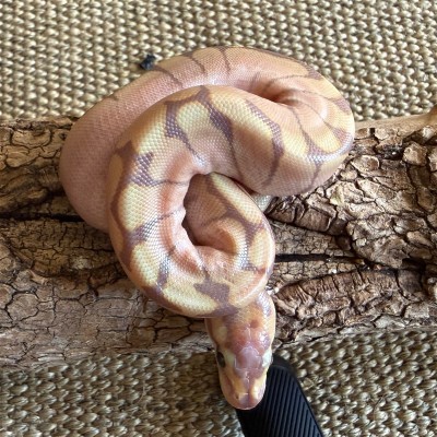 animal image