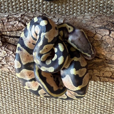 animal image