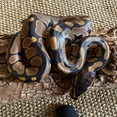 animal image