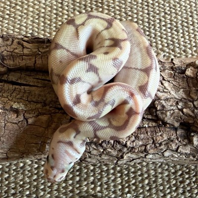animal image