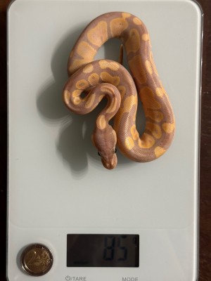 animal image