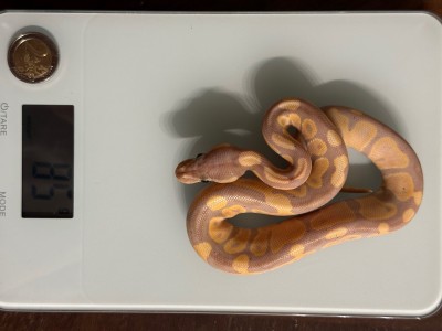 animal image