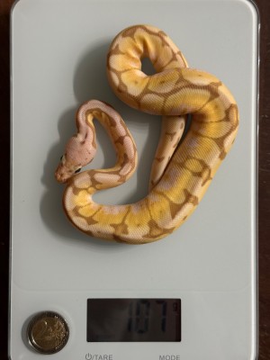 animal image