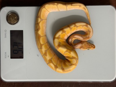 animal image