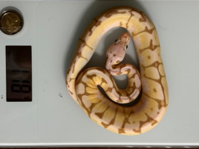 animal image