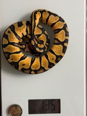 animal image