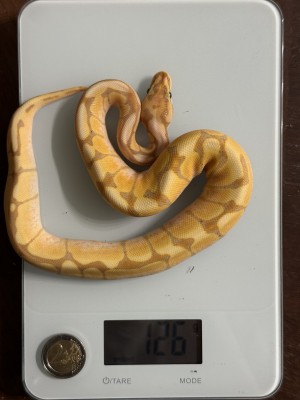 animal image
