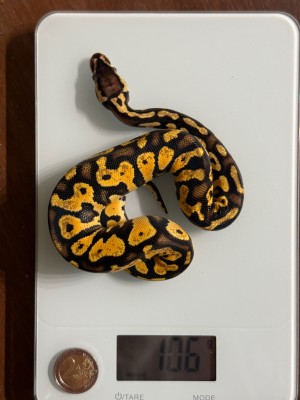 animal image