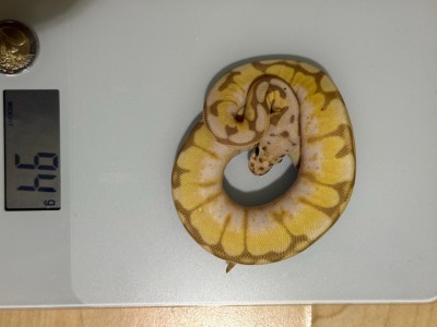 animal image