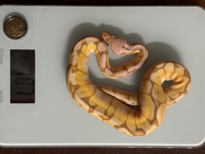 animal image
