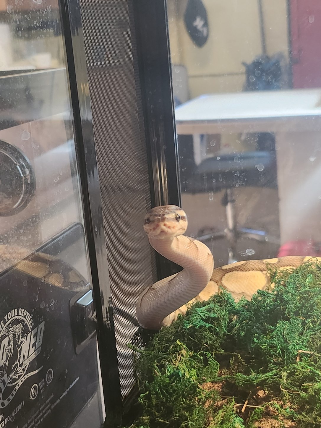 Pan