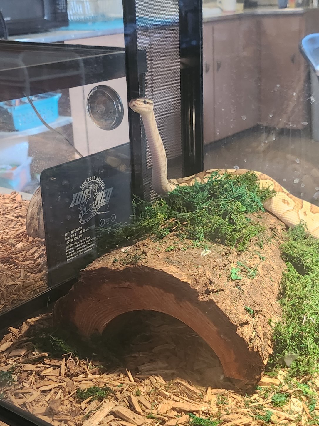 animal image