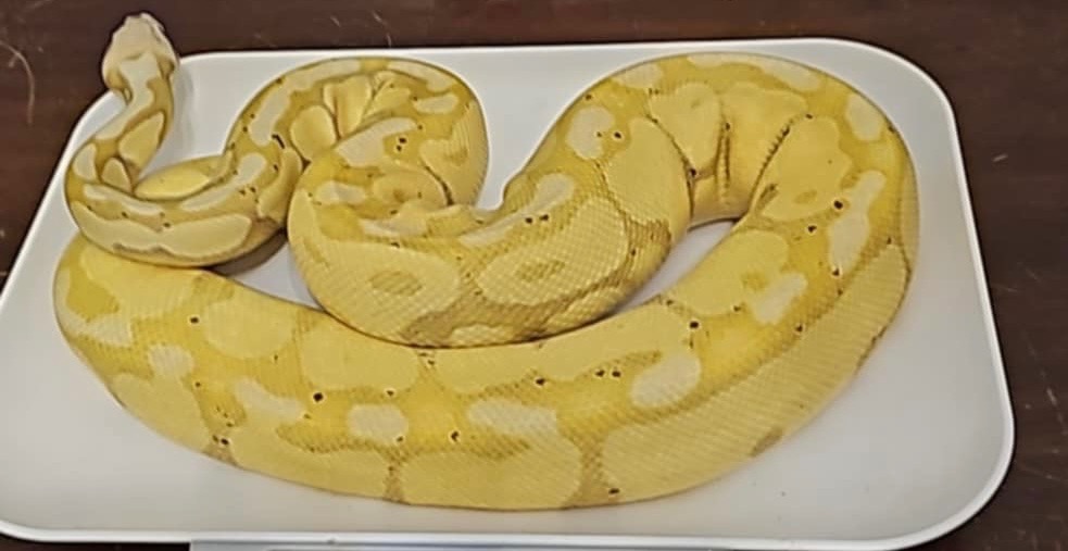 Cinnamon