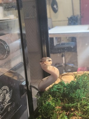 animal image