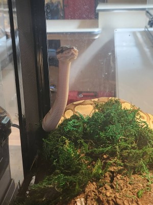 animal image