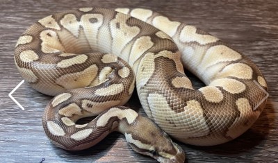 animal image