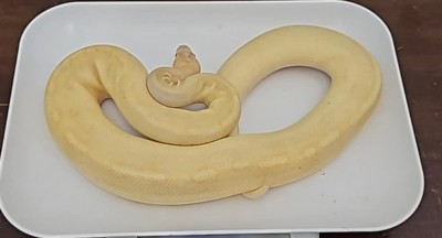 animal image