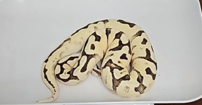 animal image