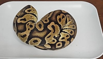 animal image