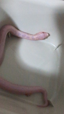 animal image