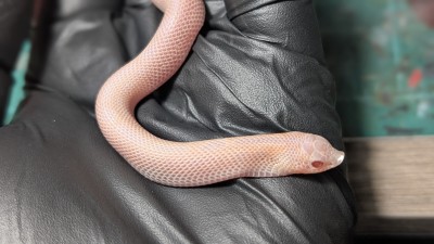 animal image