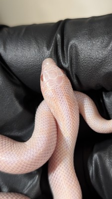 animal image