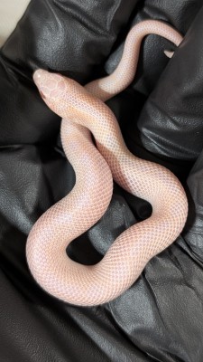 animal image