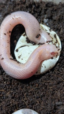 animal image