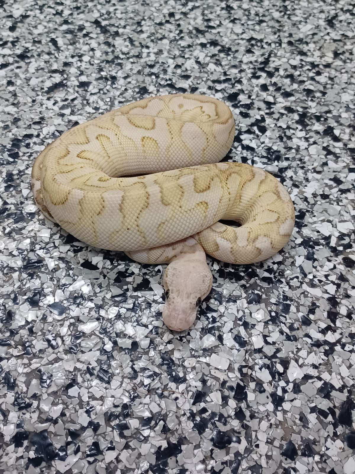 animal image