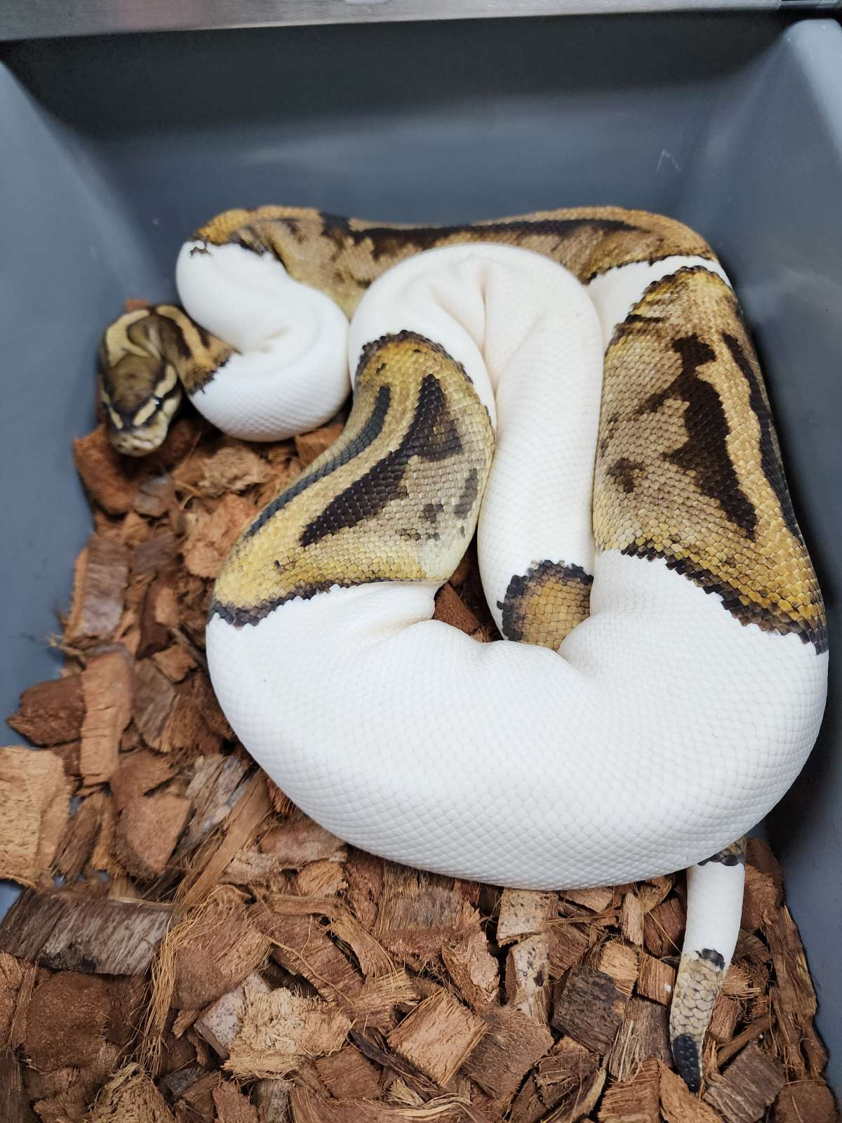 17-Pied Het MJ Axanthic-F1