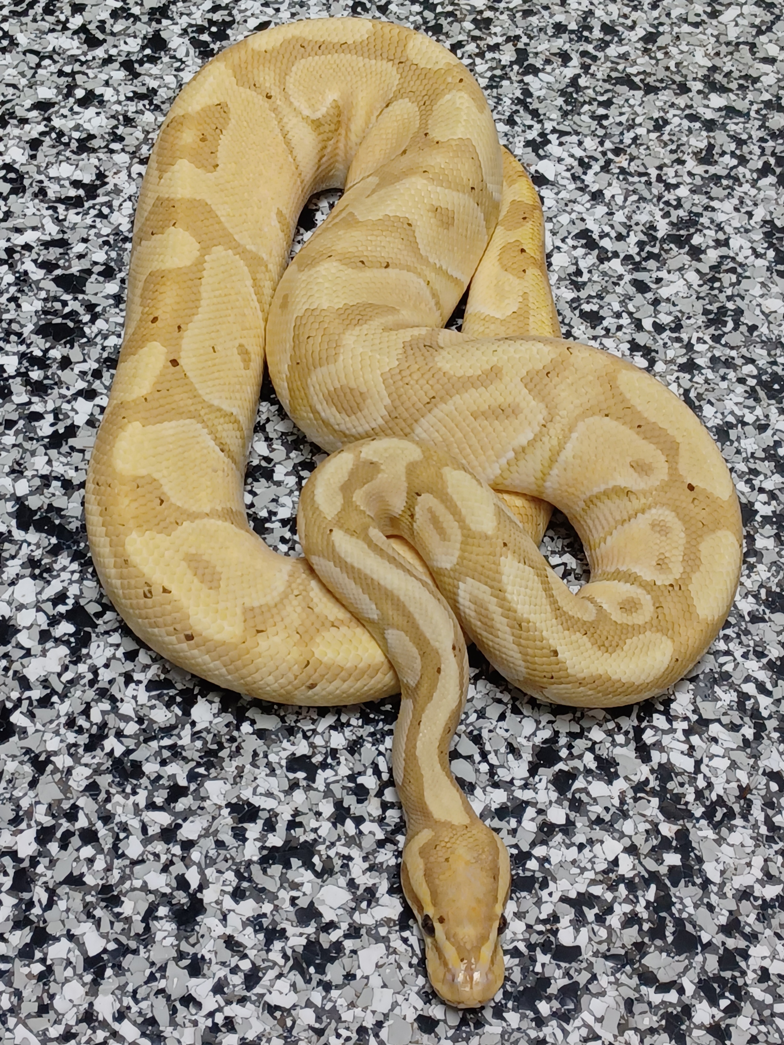 19-Banana Enchi Het Clown-M1 (FM)