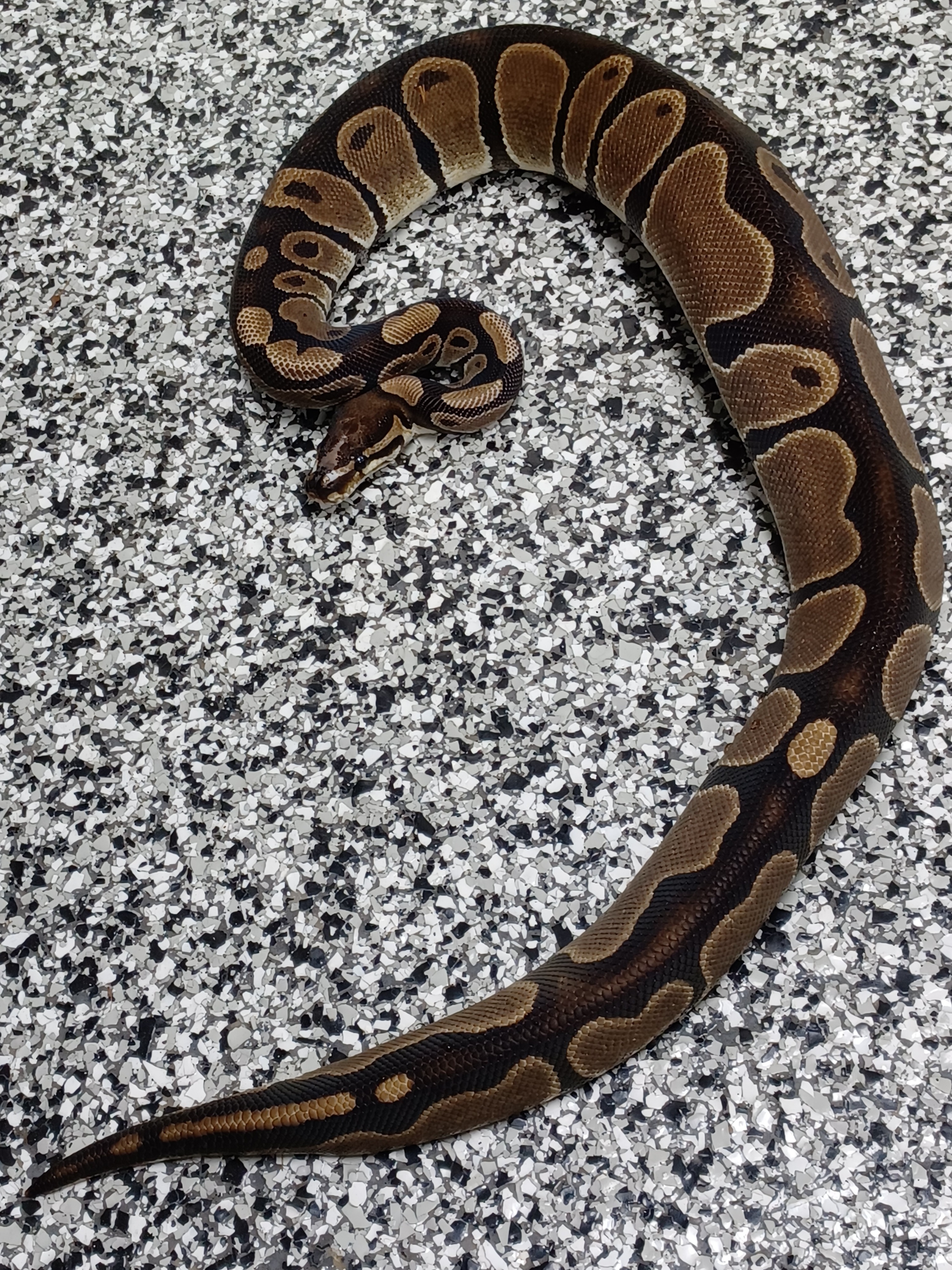 18-SH DH Albino/Pied-M1