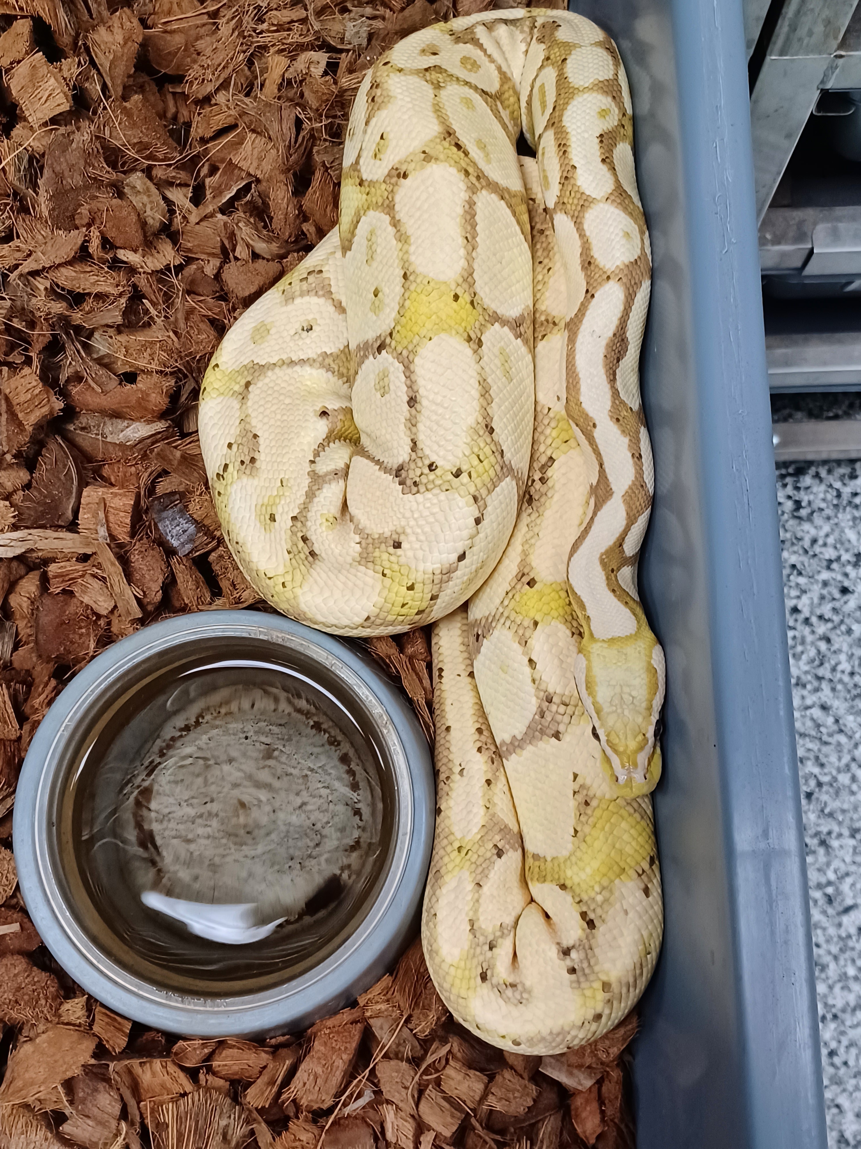 17-Banana Pastel Het Clown-F1