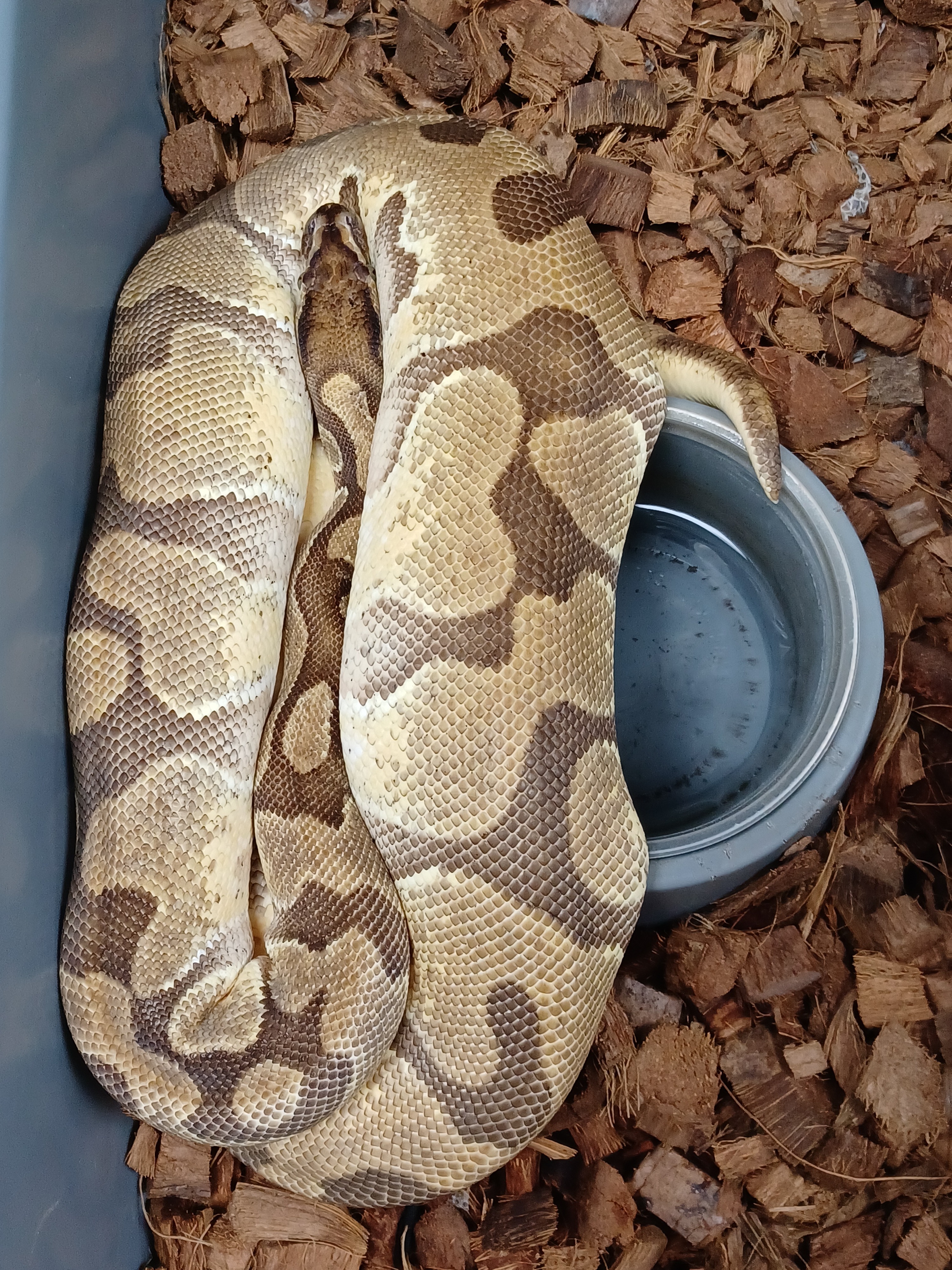 15-OD Enchi Het Hypo-F1