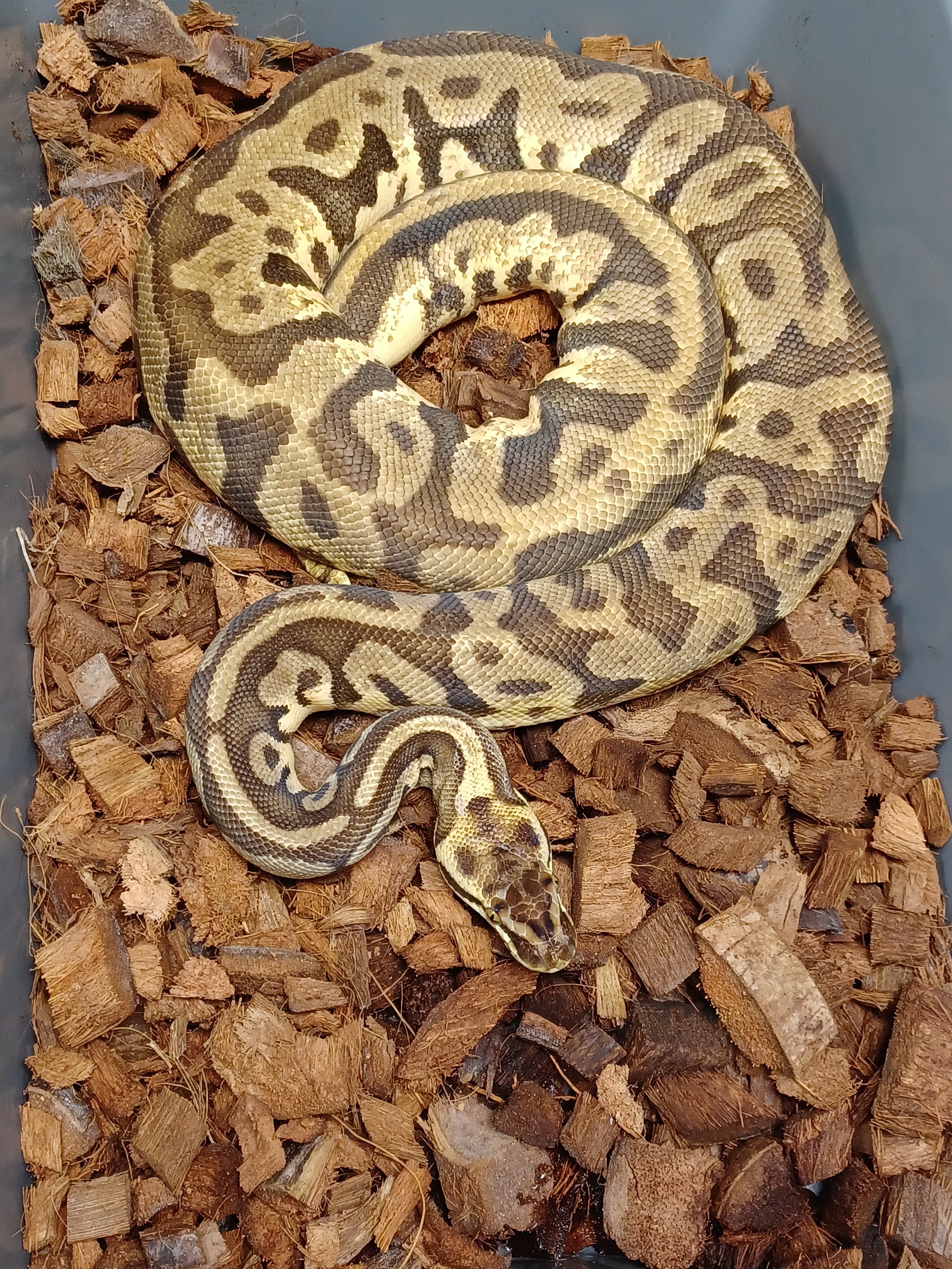 18-Pastel Enchi Leo Creed Het Pied-F1