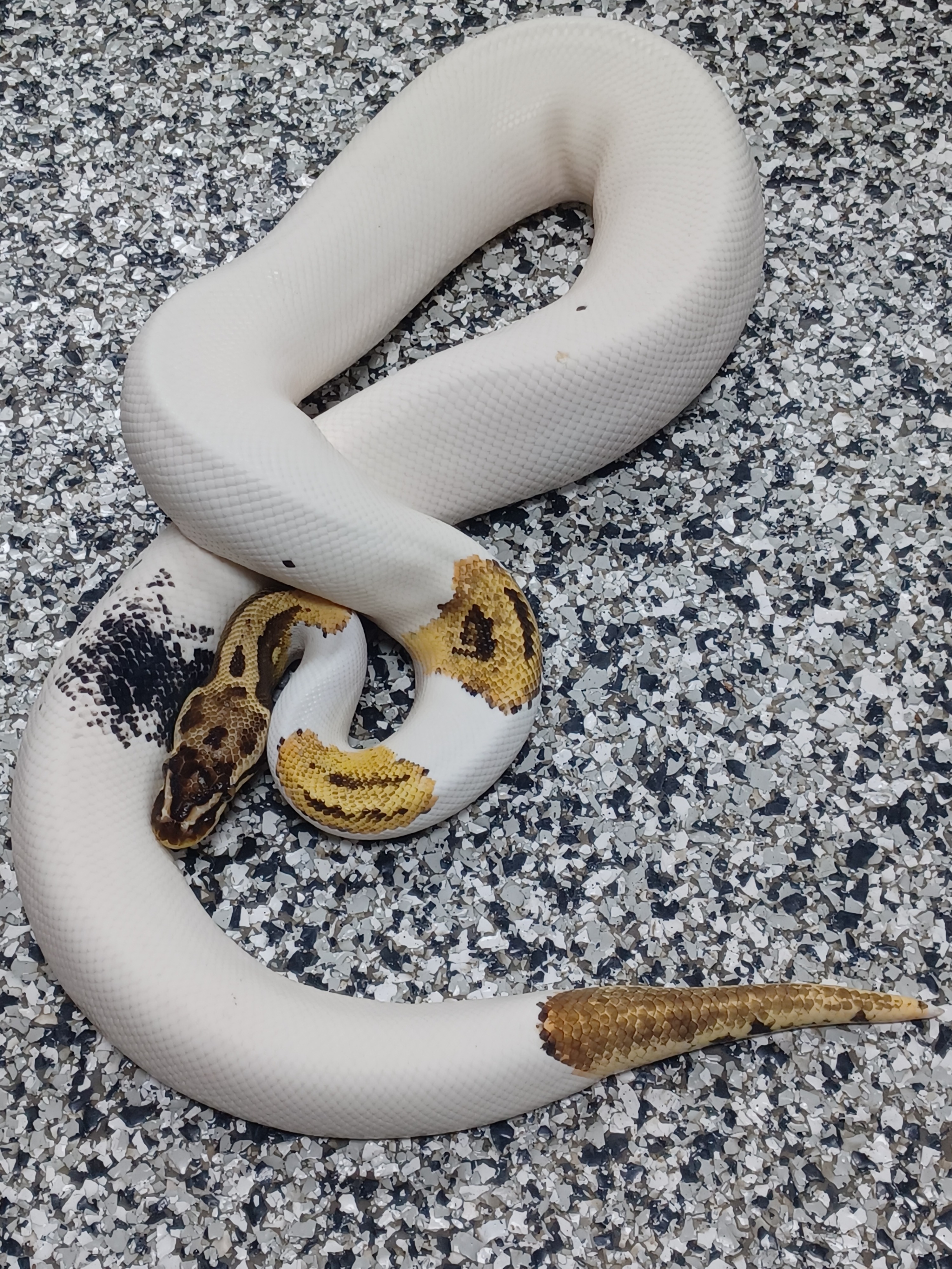 19-Pastel Leo YB Pied Het Clown-M1