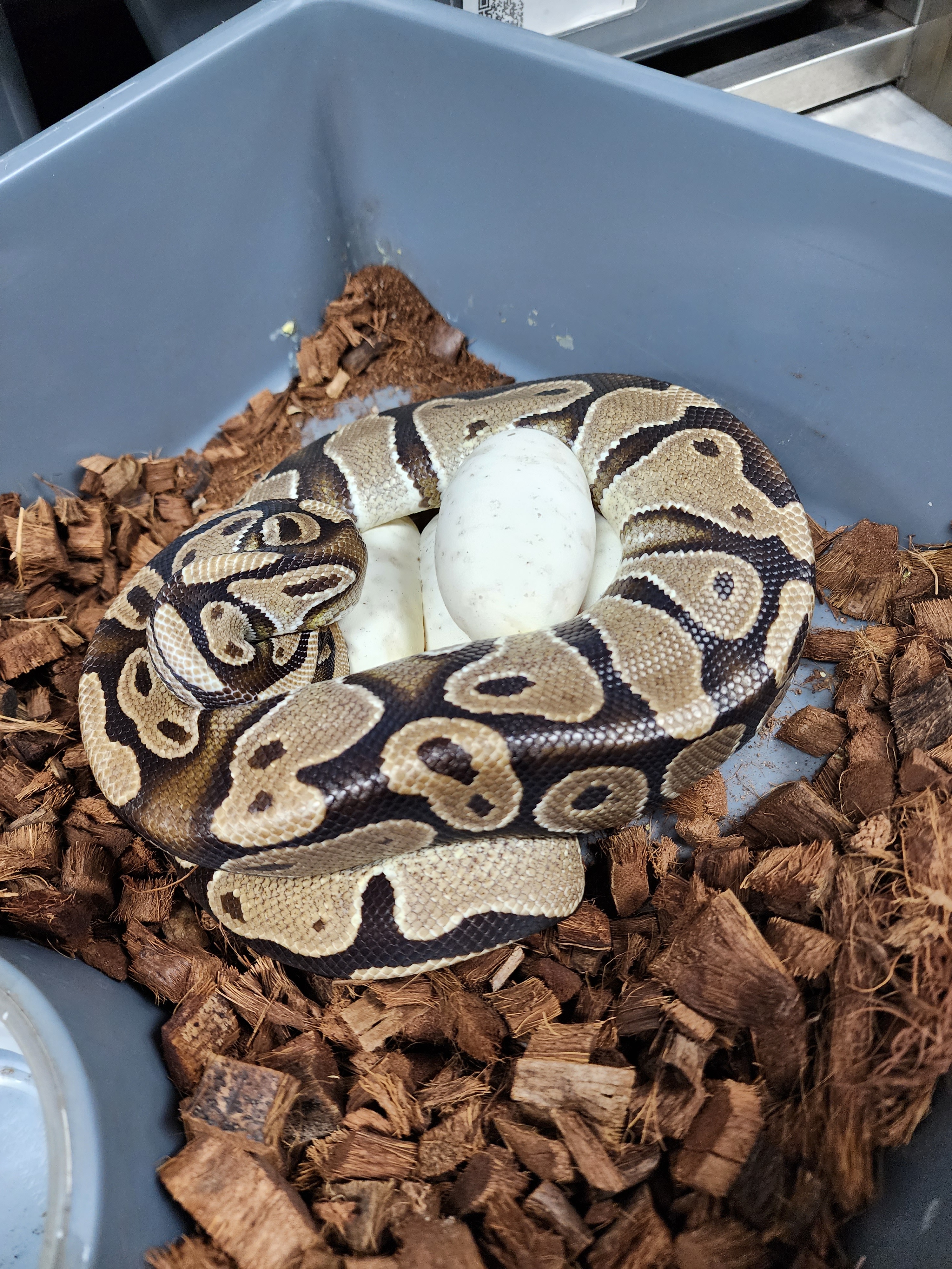 17-TH Albino/Lav/Pied-F2