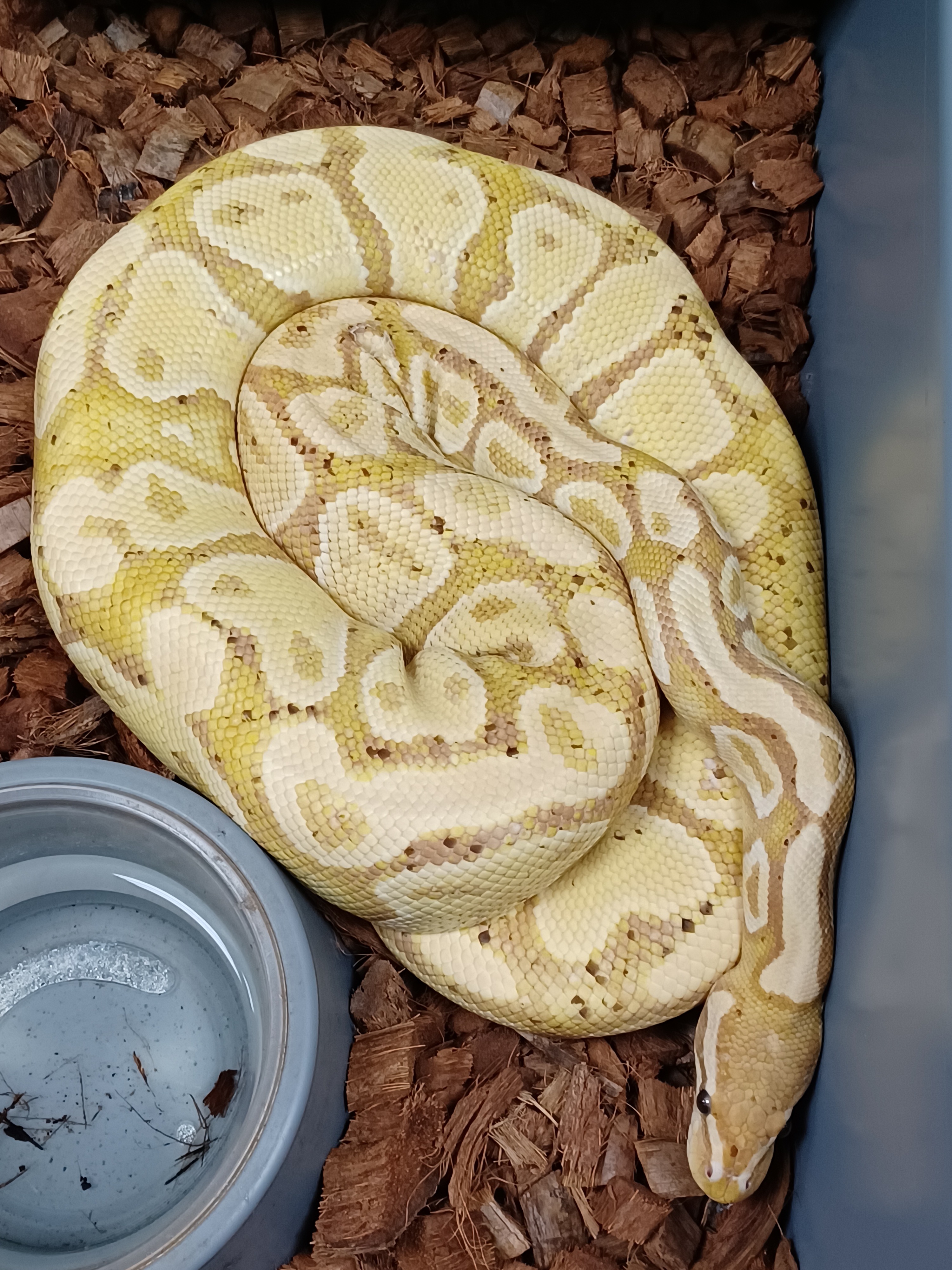 15-Banana Java Het Pied-F1