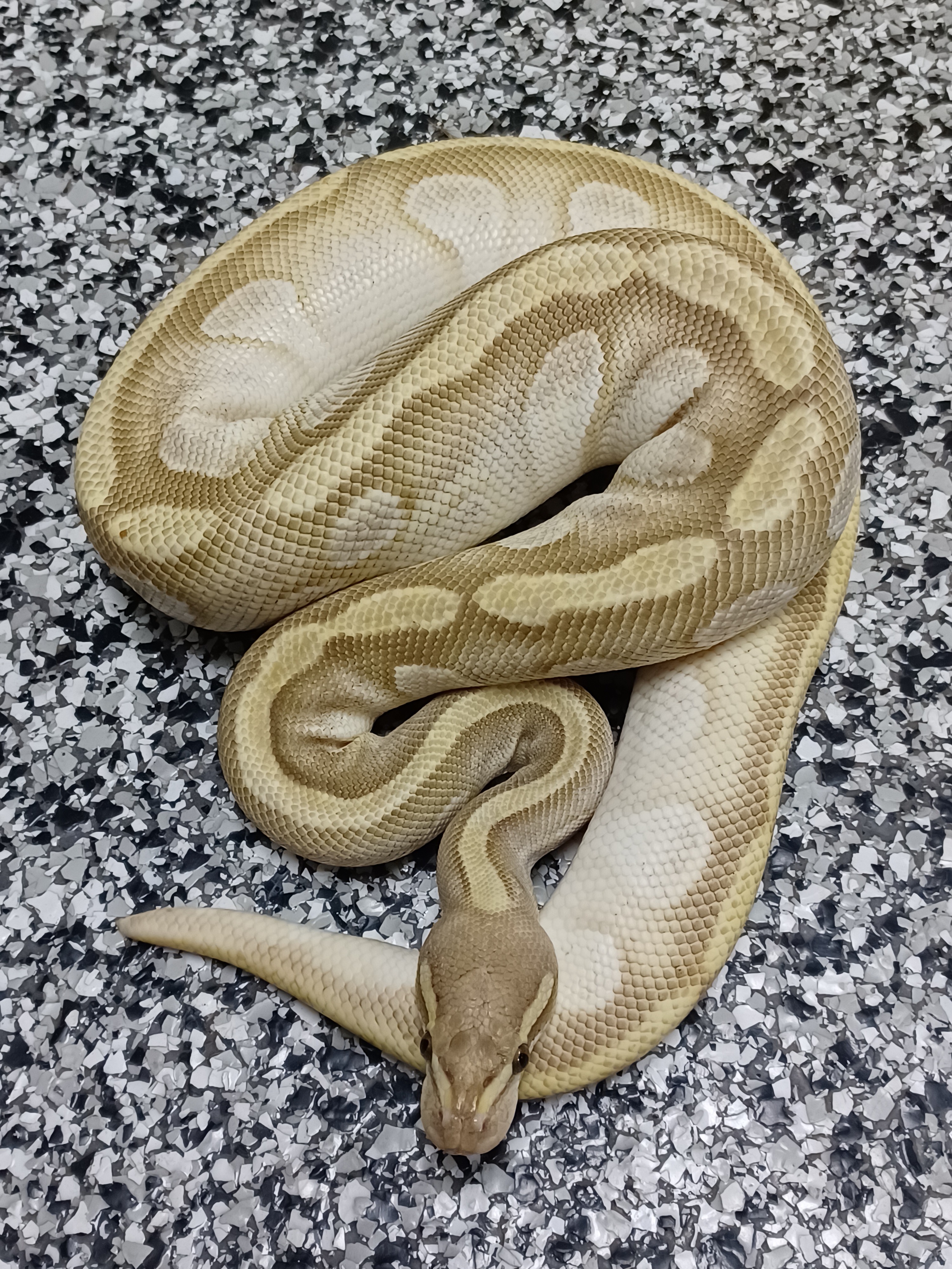 18-OD Cypress Mojave Enchi Het Hypo-M1