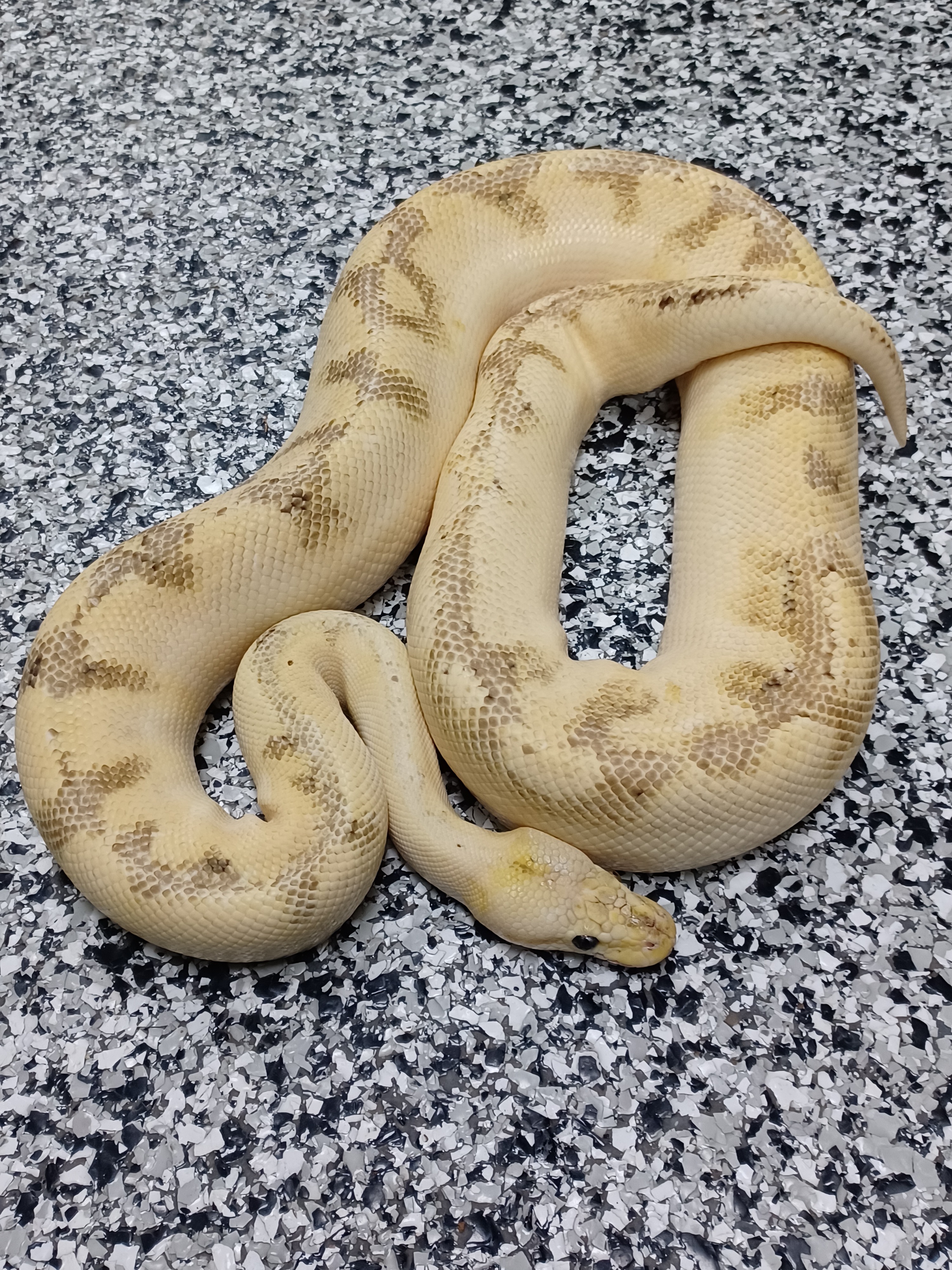 17-Pastel Enchi Champagne Special-M1