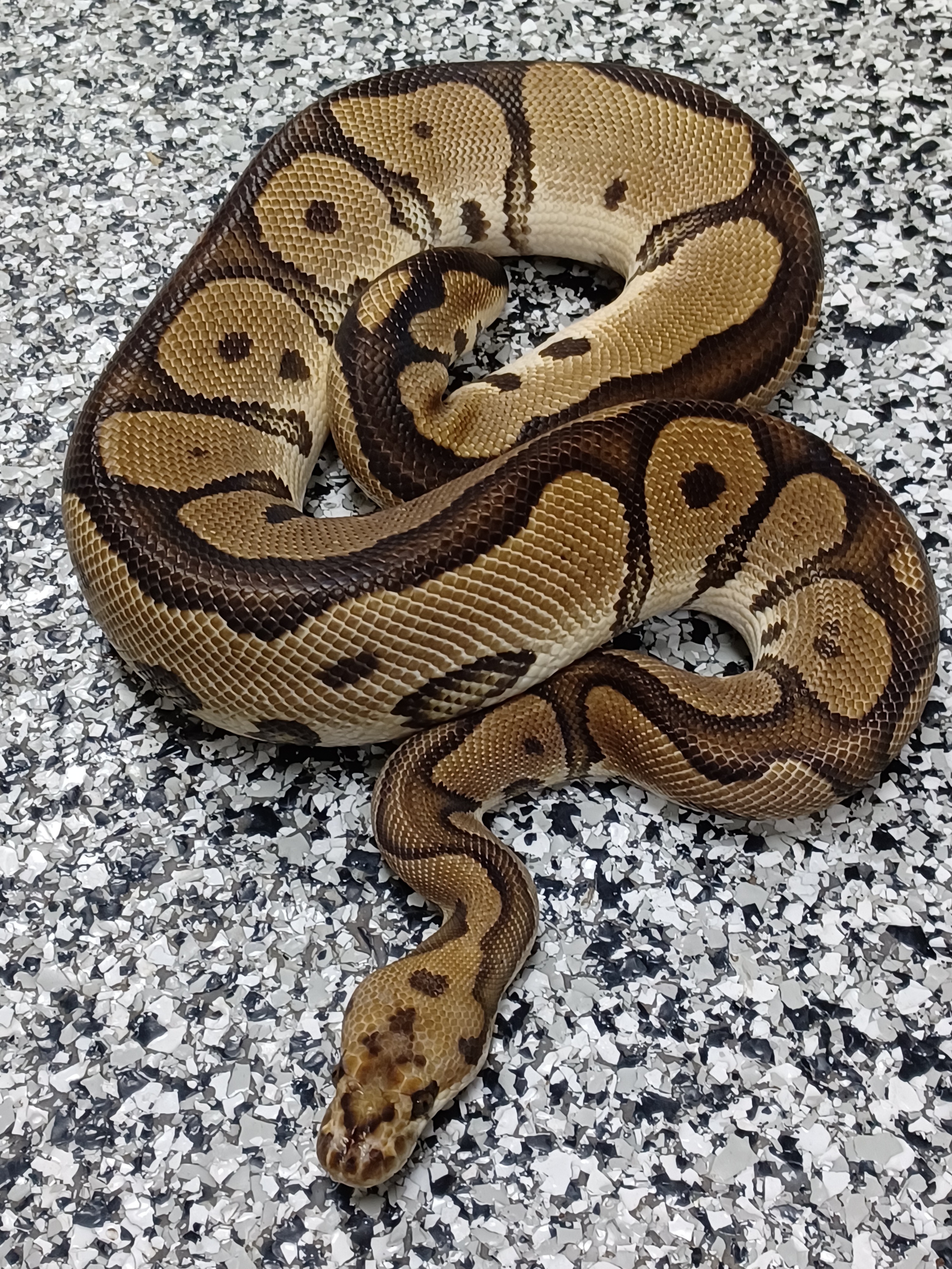 19-Leo Clown Het Hypo 50% Monsoon-M1