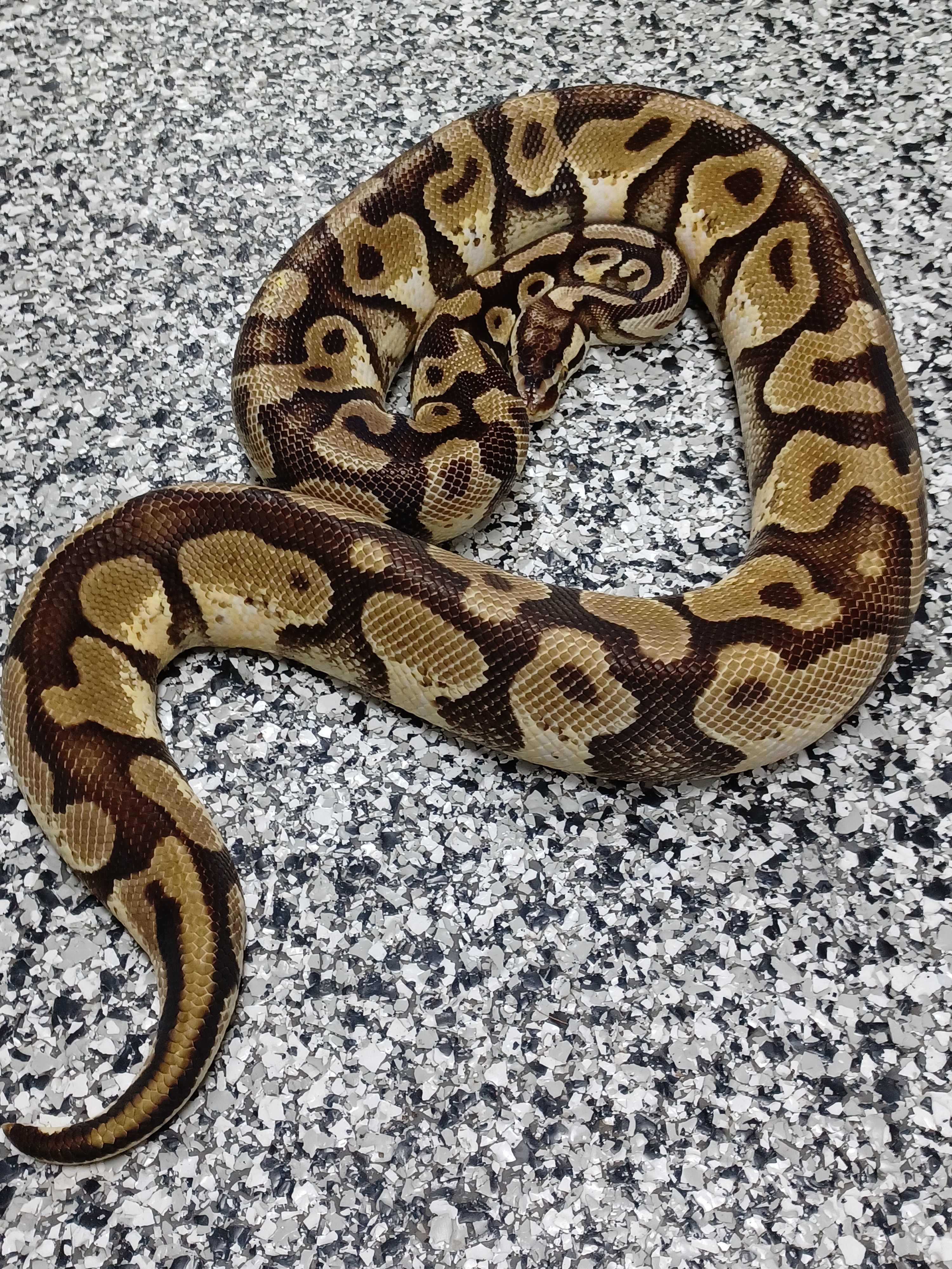 17-Pastel Enchi Asphalt Het G-Stripe-M1